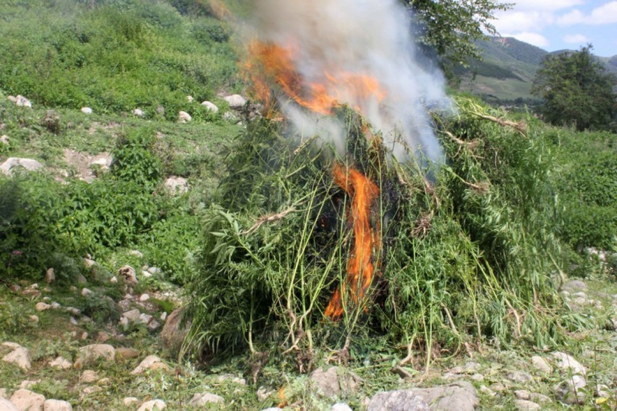 Məhkəmə qərarları ilə müsadirə olunmuş narkotiklər məhv edildi