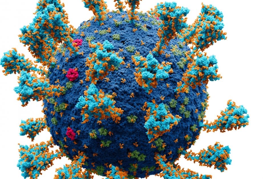 COVID-19 virusu bədəndə bir ildən çox qala bilir