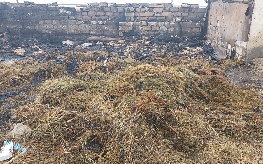 Goranboyda ferma qəsdən yandırıldı: 230 baş heyvan tələf oldu