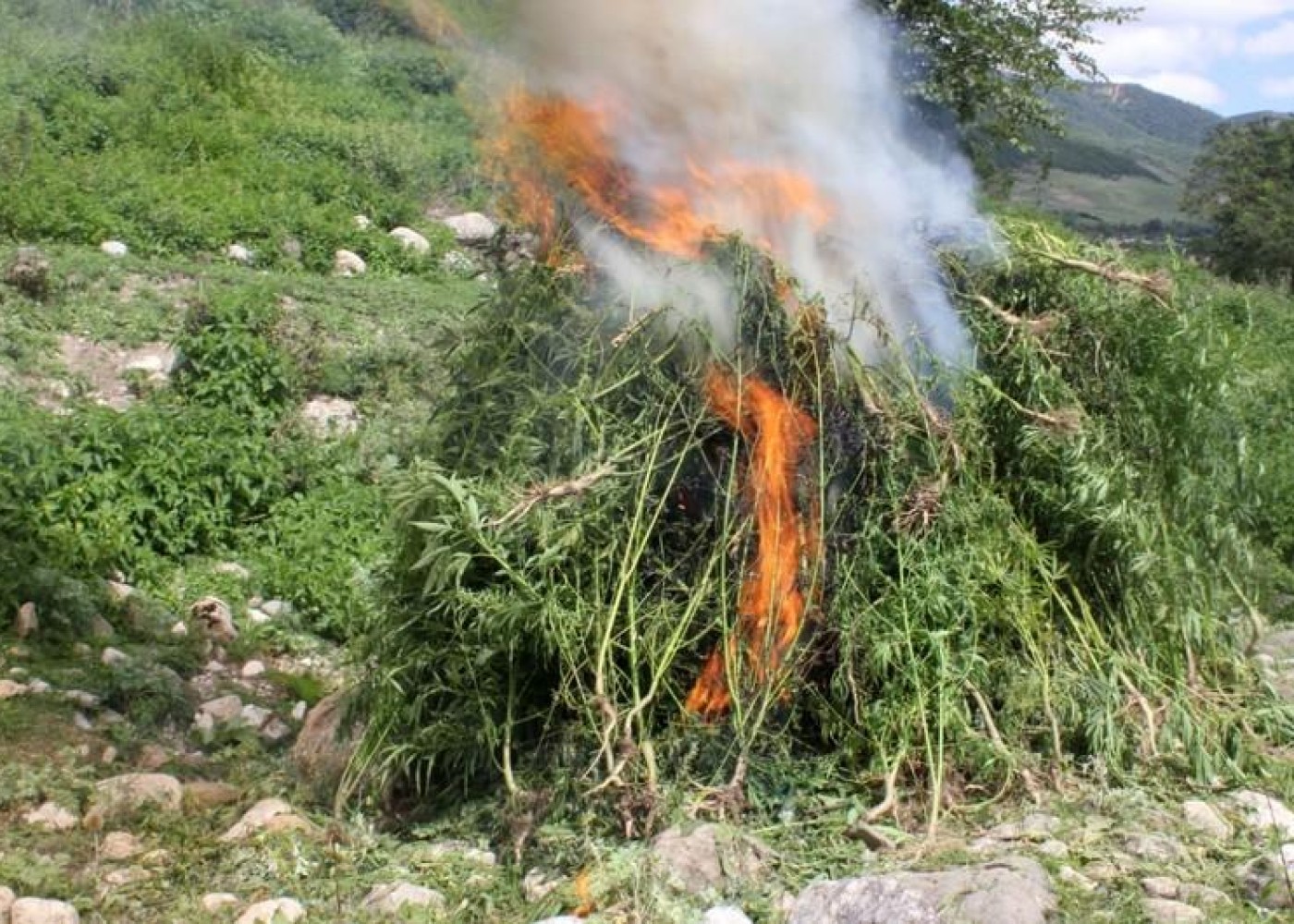 Məhkəmə qərarları ilə müsadirə olunan narkotik vasitələr məhv edildi