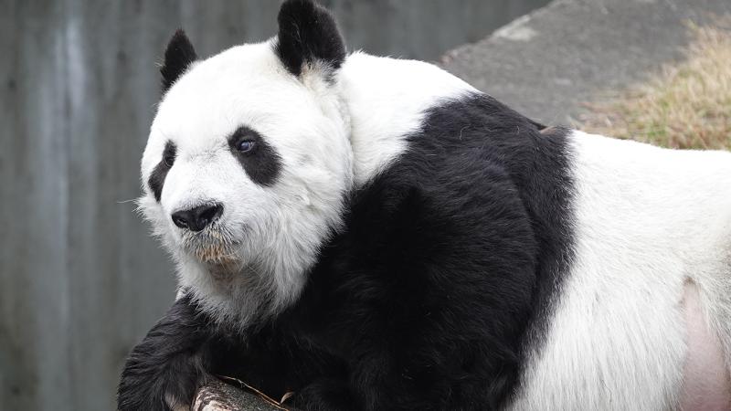 Yaponiyada ən qoca panda ölüb