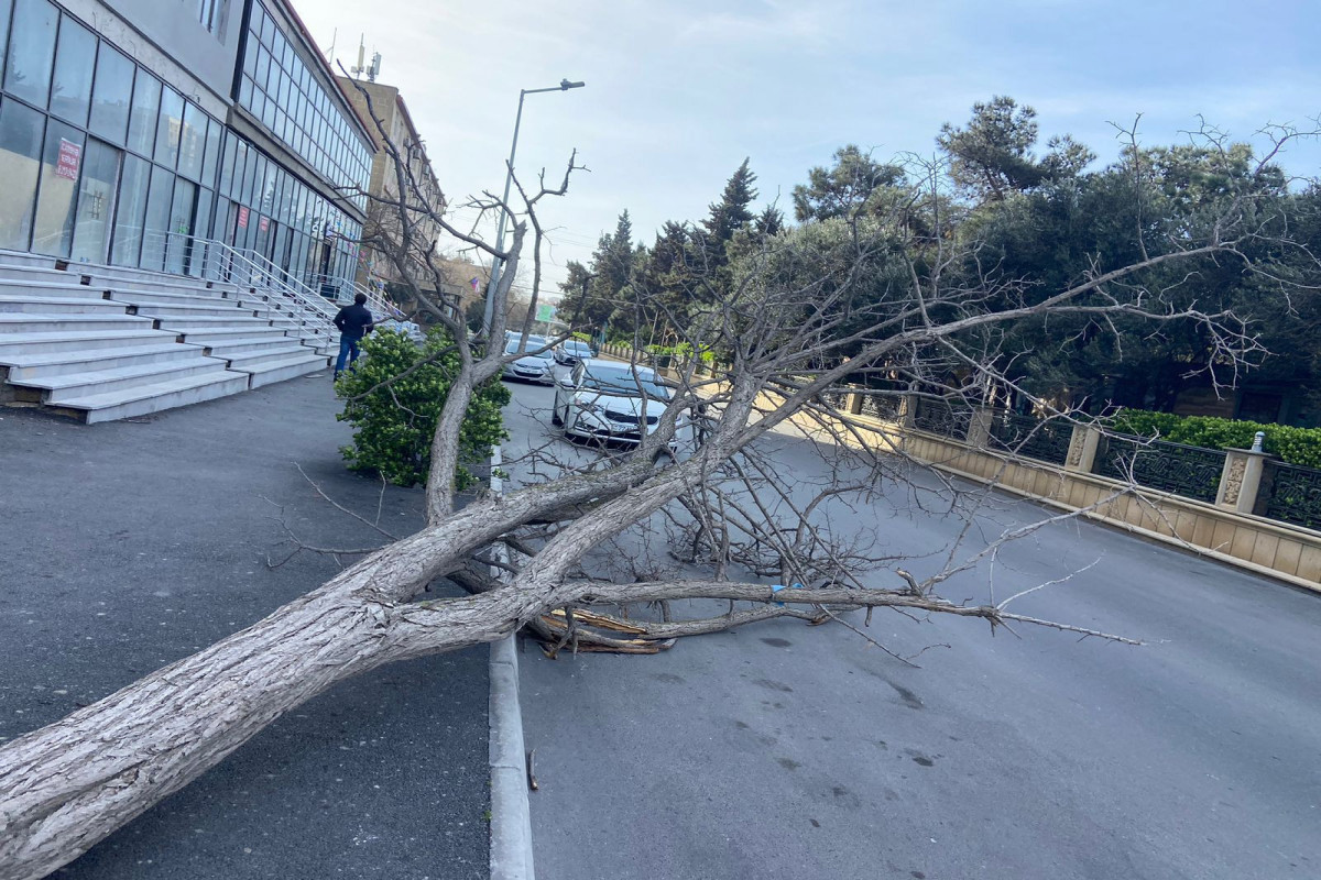 Güclü külək Bakıda 20 ağacı sındırıb - FOTO