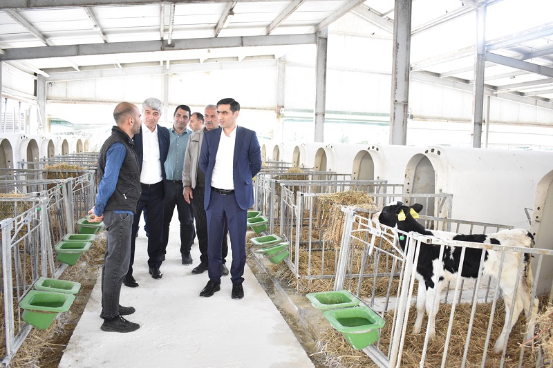 Sərdar Hacıyev Qəbələdə vətəndaşları qəbul edib, təsərrüfatlara baş çəkib