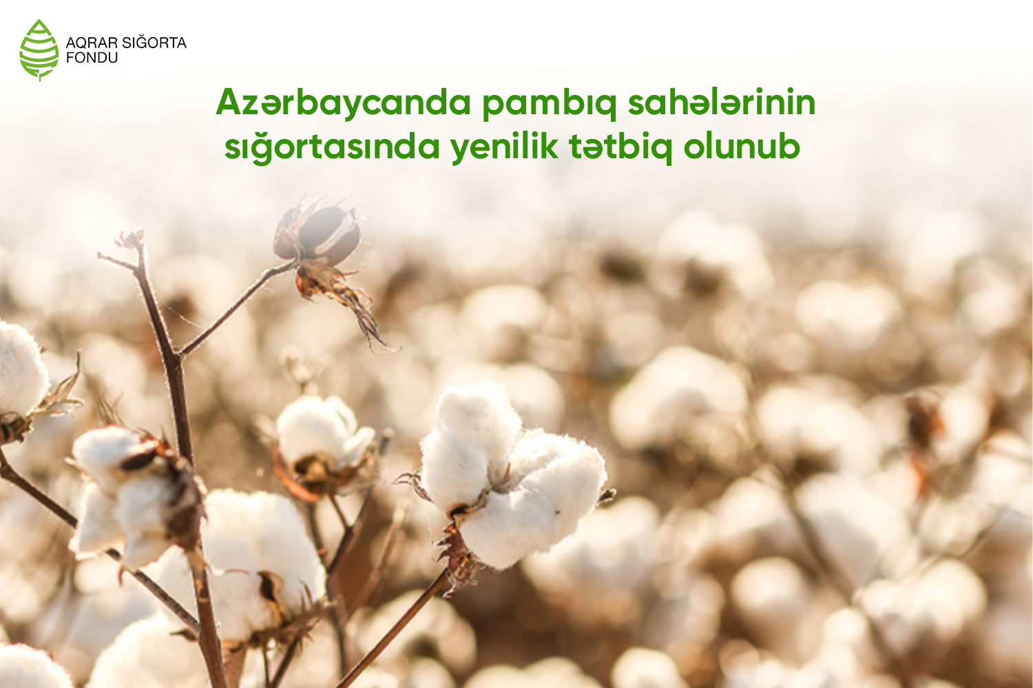 Pambıq sahələrinin sığortasında YENİLİK