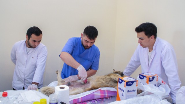 ADAU-da sahibsiz heyvanlarla bağlı növbəti aksiya - FOTOLAR