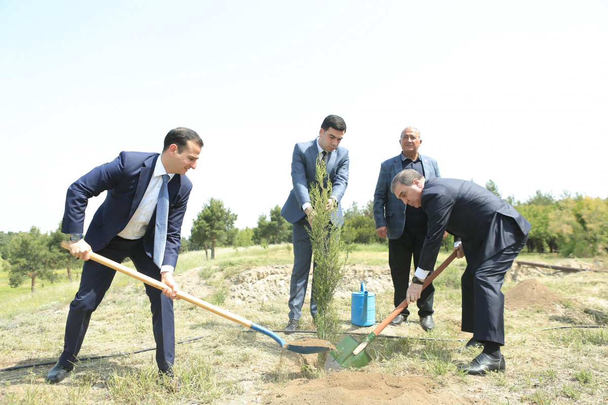 Baş prokurorluğun rəhbər şəxsləri Gəncədə ağacəkmə aksiyasında - FOTO