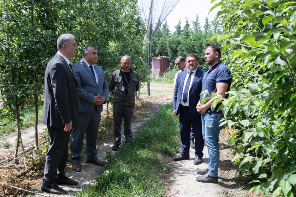 Nazir müavini Şabranda vətəndaşlarla görüşüb - Təsərrüfatlara baxış keçirib