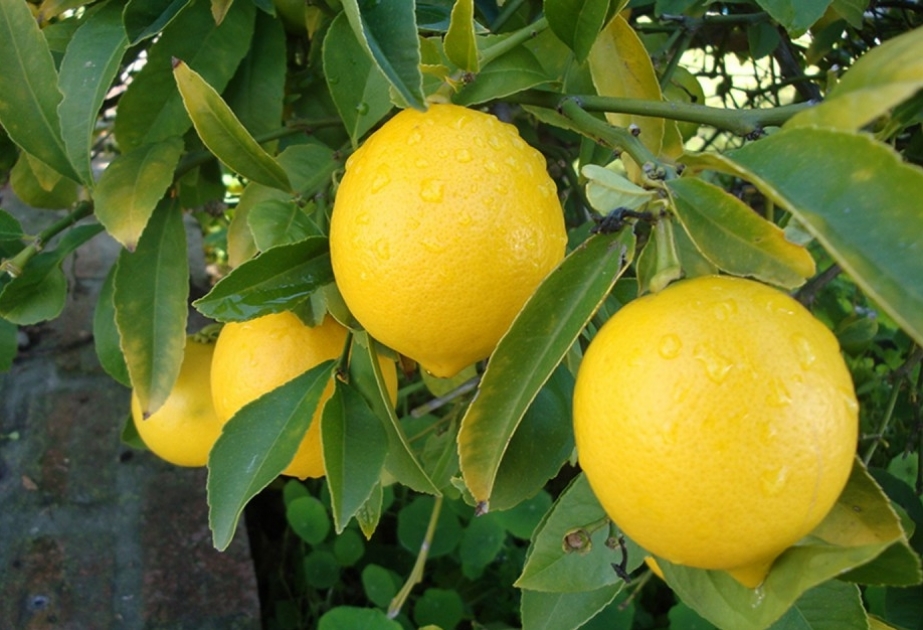 Limon bağına dəyən zərərlə bağlı yekun qiymətləndirmə aparılıb