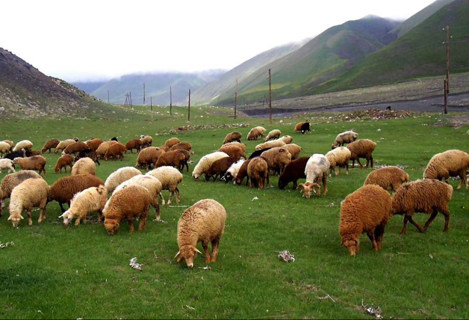 Xırdabuynuzlu heyvanları oğurlayan şəxs saxlanıldı