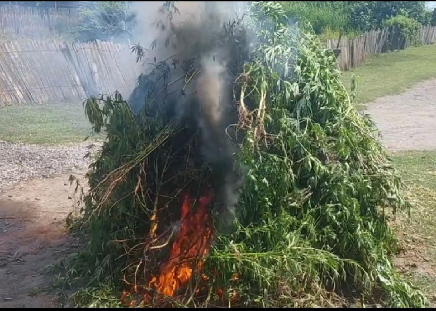 Ağsuda 1,4 ton çətənə kolu yandırıldı