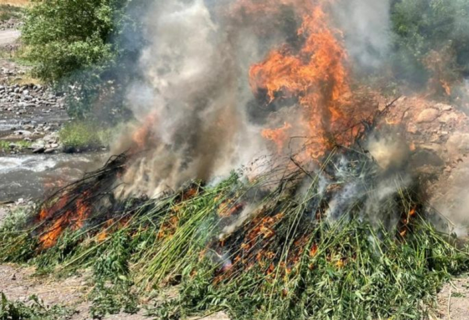Naxçıvanda 40 ton çətənə bitkisi YANDIRILDI