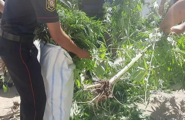 Bağda narkotik əkən Lerik sakinləri tutuldu - FOTO