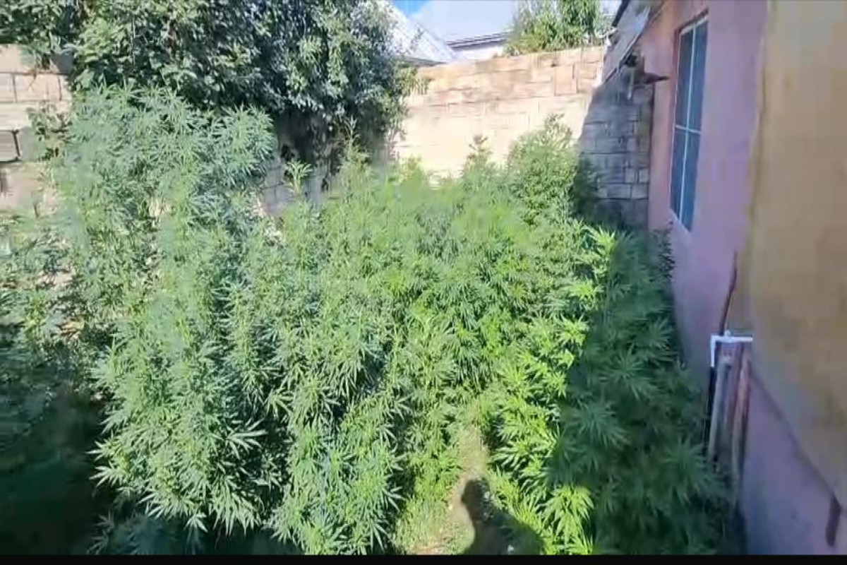Çətənə kolları becərən iki ailənin üzvləri saxlanıldı - FOTO