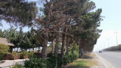 Abşeronda qurumuş ağaclar yol kənarlarından götürüləcək - FOTOLAR