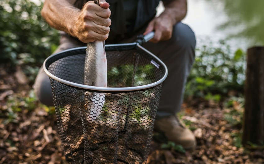 Qanunsuz balıq ovlayan 10 nəfər tutuldu