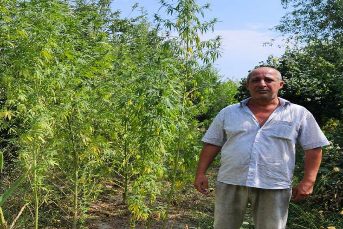 Həyətindən çətənə kolları və 10 kq-dan artıq narkotik aşkarlandı