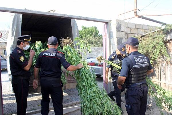 Polis Xaçmazda əməliyyat keçirdi - 379 kiloqram çətənə kolu aşkarlandı