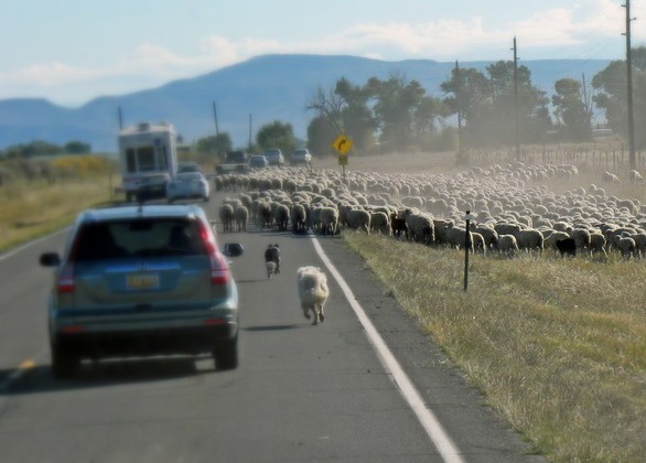 Heyvanların səbəb olduğu yol qəzalarında 4 nəfər ölüb