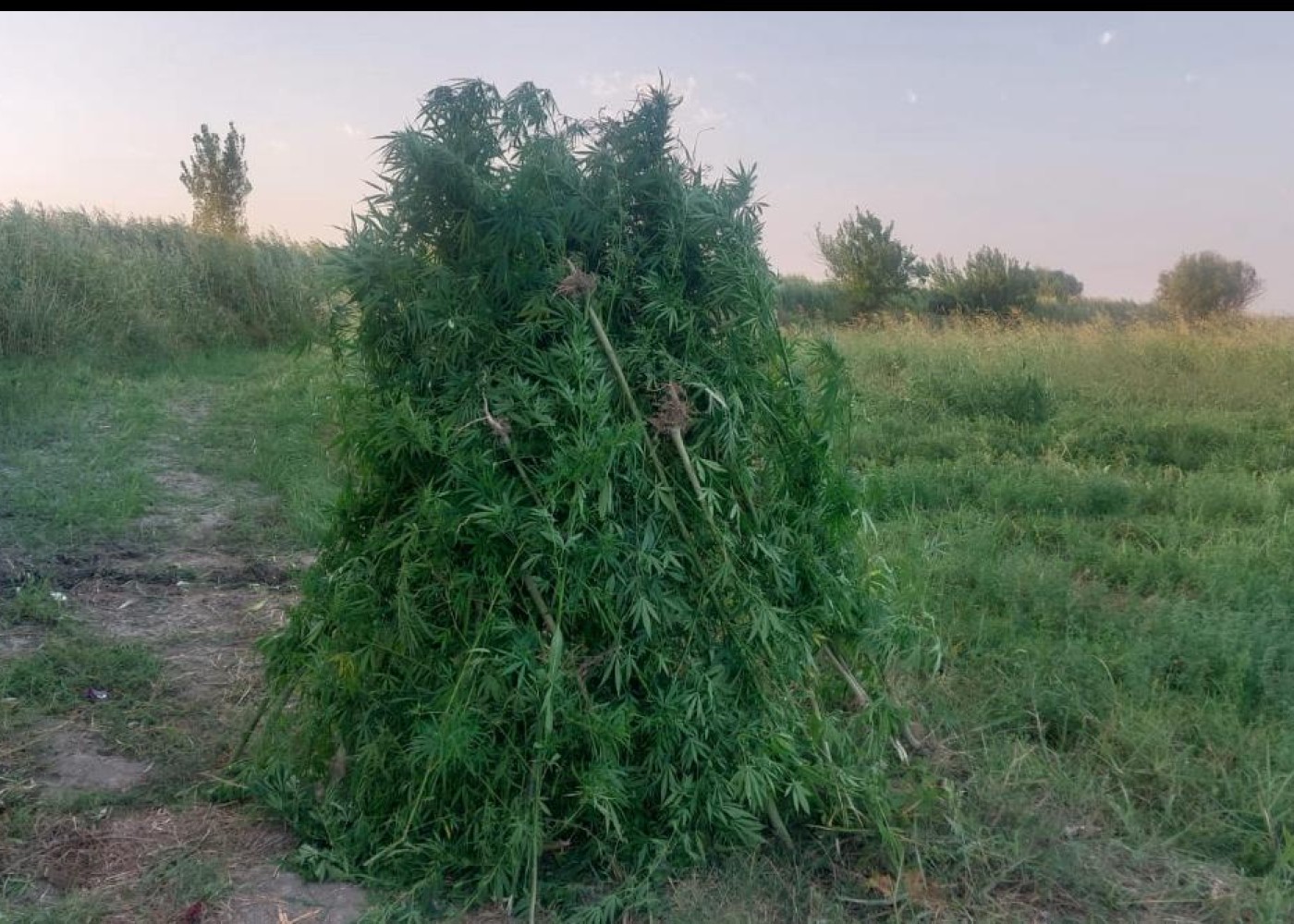 Yarım tondan artıq çətənə bitkisi məhv edildi&nbsp;- FOTO