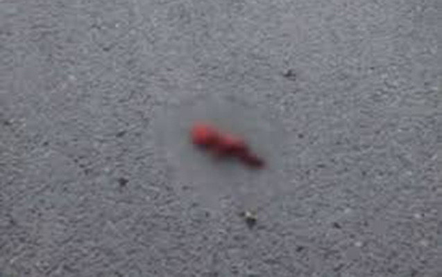 Bakıda parkdan körpə dölü tapıldı