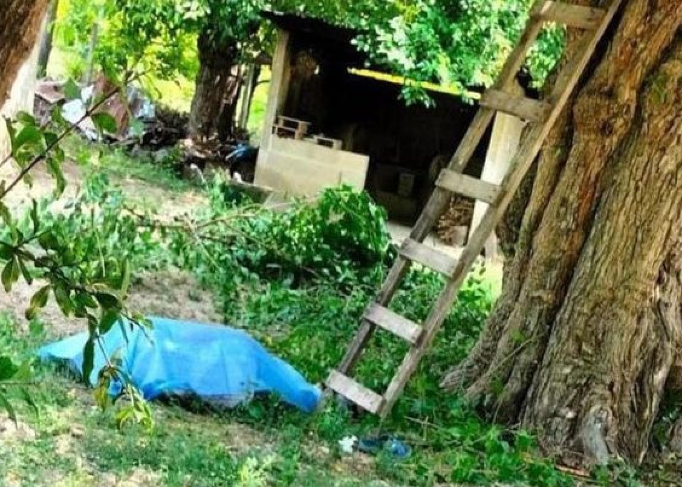 68 yaşlı kişi qoz ağacından yıxılaraq öldü