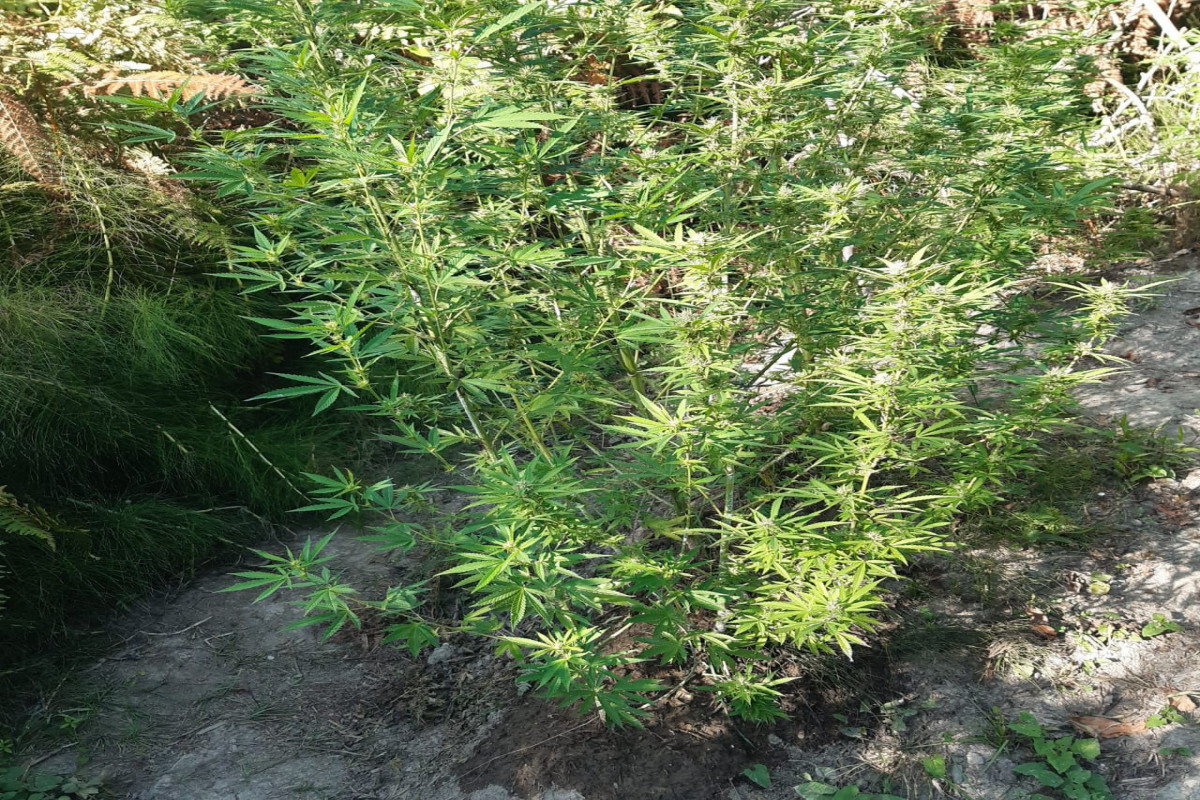 Meşədə çətənə əkən şəxs tutuldu