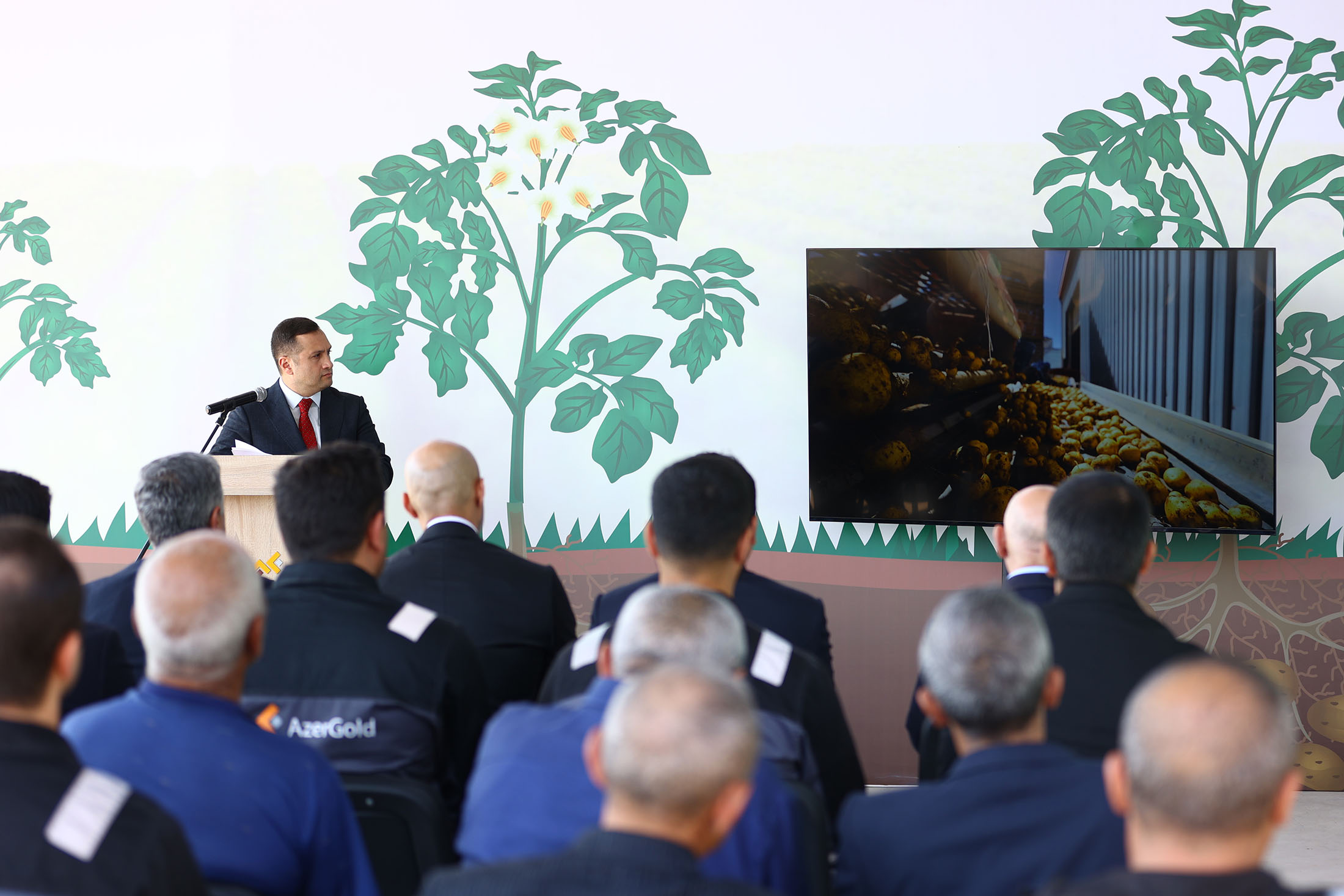 “AzerGold”un kartofçuluq təsərrüfatı ilə bağlı layihəsi sona çatdı - FOTO