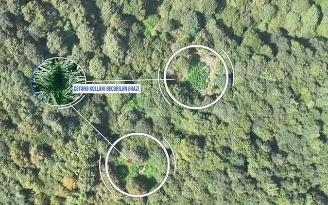 Meşənin içində narkotik plantasiyaları tapıldı - FOTO