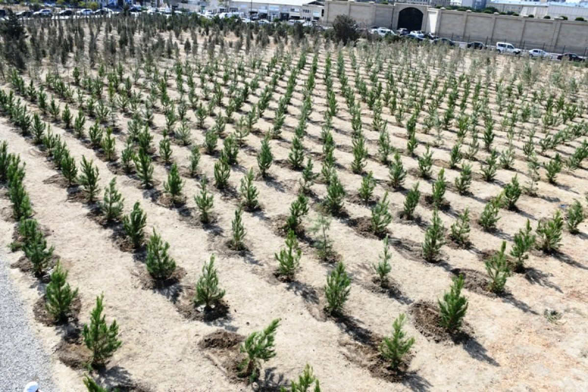 Paytaxtda ağacəkmə aksiyası keçirildi - FOTOLAR