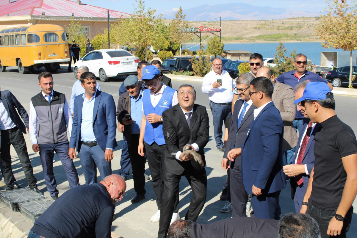 Naxçıvanda 40 kəklik, 15 turac təbiətə buraxıldı - FOTO