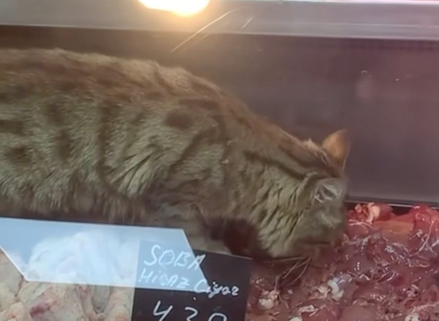 Bakıda iyrənc mənzərə: Marketdə ət satılan soyuducuya pişik girdi - Rəsmi AÇIQLAMA
