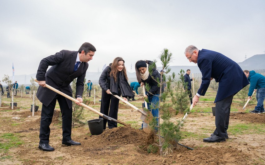 Azərbaycanın COP-29 komandası ağacəkmə aksiyasında