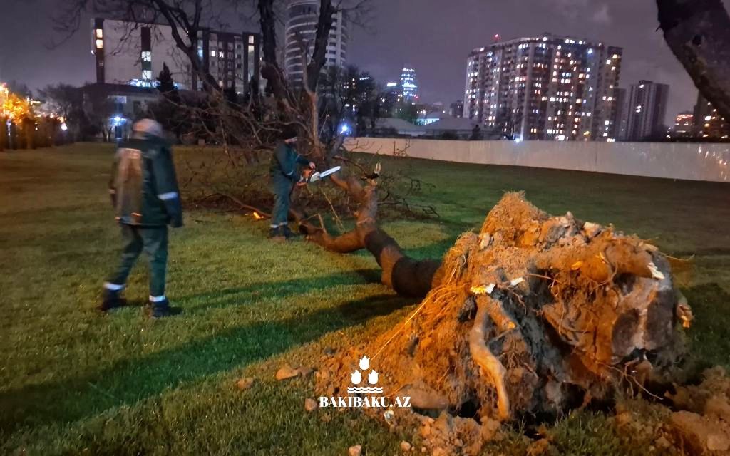 Güclü külək Bakıda 368 ağacı sındırdı, 55-i zədələdi
