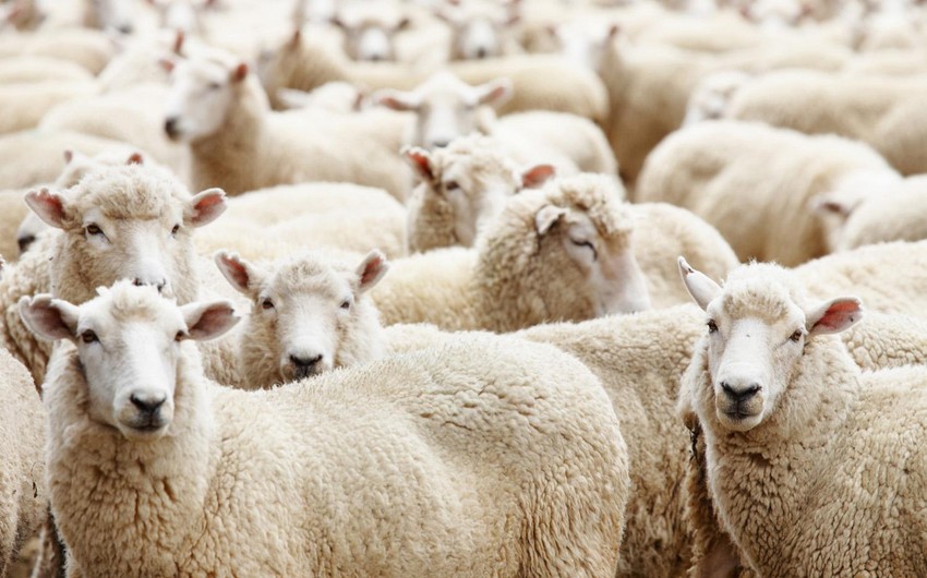 Qurban bayramı ilə bağlı fətva veriləcək