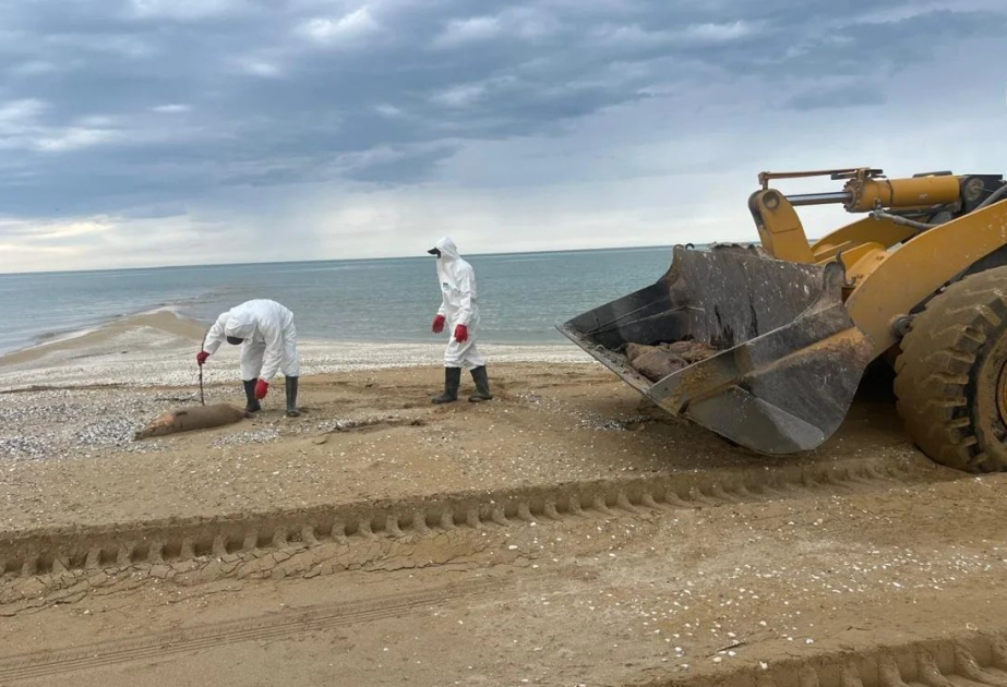 Xəzərin sahilində 279 ölü suiti AŞKARLANDI