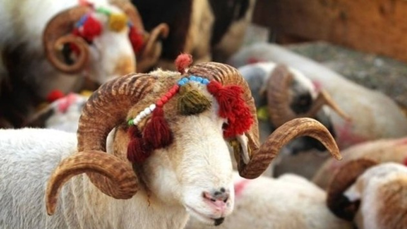 Kreditlə qurban kəsənlərə çağırış - Belə şey etməyin!