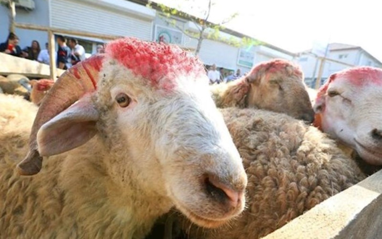 Müştərilər qiymətdən, satıcılar isə alıcı azlığından şikayətçidir - Qurbanlıq heyvanlar bahalaşdı