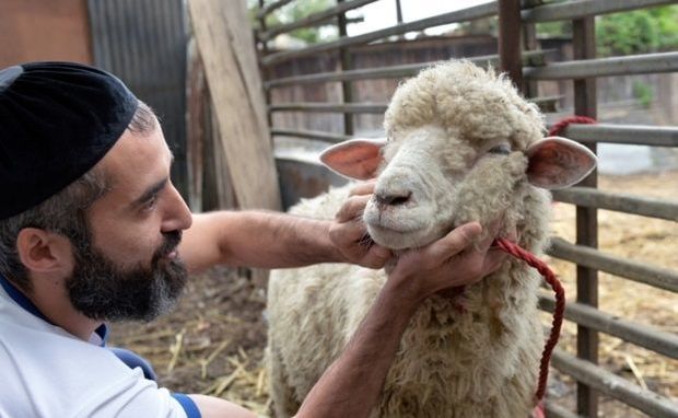 Qurban ibadəti "Quran"da yoxdur - Azərbaycanda qadağan edilə bilər - İlahiyyatçı