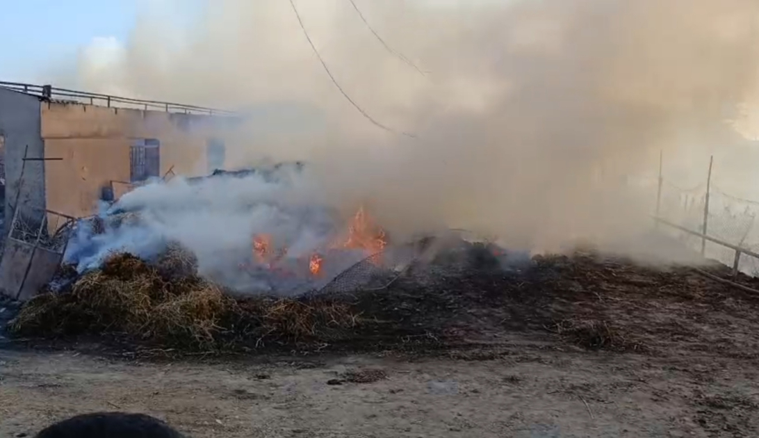 Salyanda ferma yandı: 40 baş heyvan tələf oldu