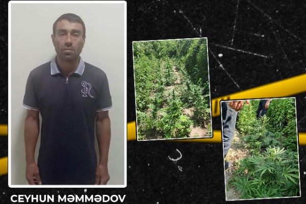 Həyətində çətənə kolu yetişdirən şəxs tutuldu - VİDEO