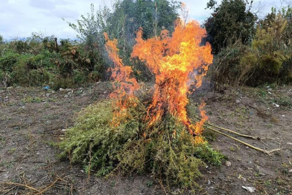 Zəngilanda 1 ton çətənə bitkisi məhv edildi