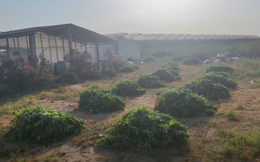 Bakıda xüsusi əməliyyat - 881 kiloqram çətənə kolu aşkarlandı