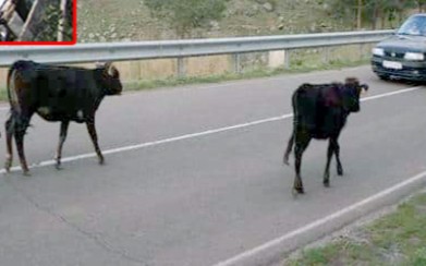 Yük maşını mal-qaraya çırpıldı