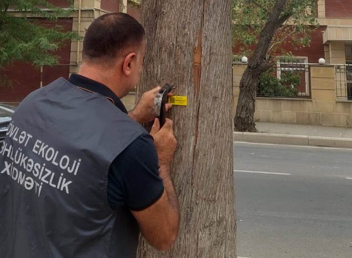 Gəncədə qurumuş və qəzalı ağaclar inventarlaşdırılır