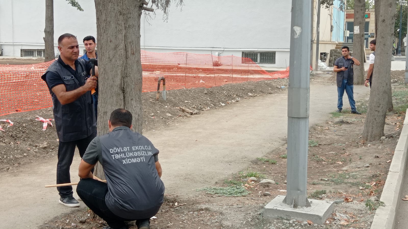 Gəncədə qurumuş ağaclar nömrələnir