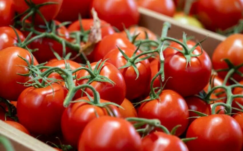 Azərbaycandan xaricə pomidor ixracı 22,8% artıb