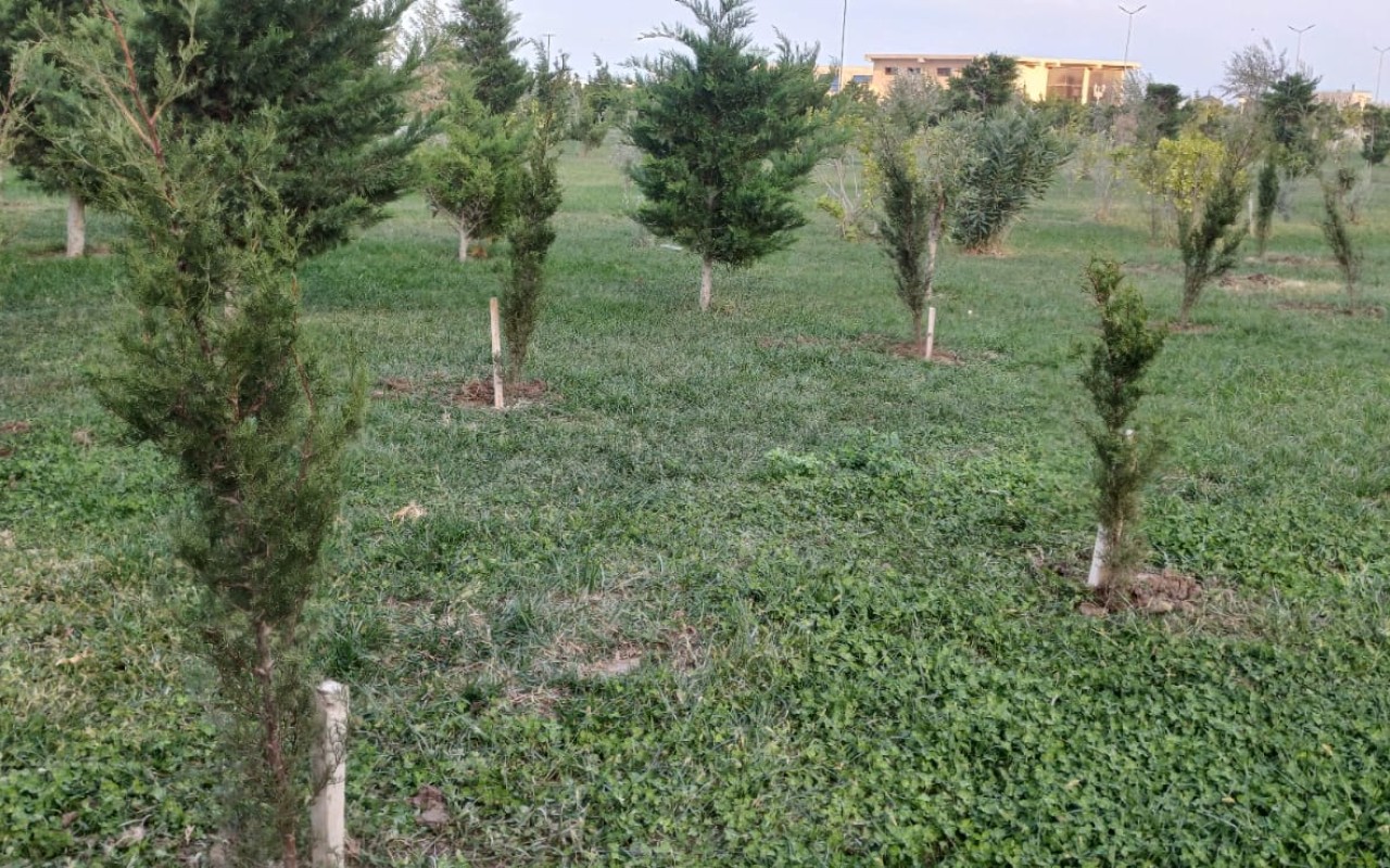 Sumqayıt bulvarında kəsilmiş ağacların yerində yeniləri əkildi - FOTOLAR