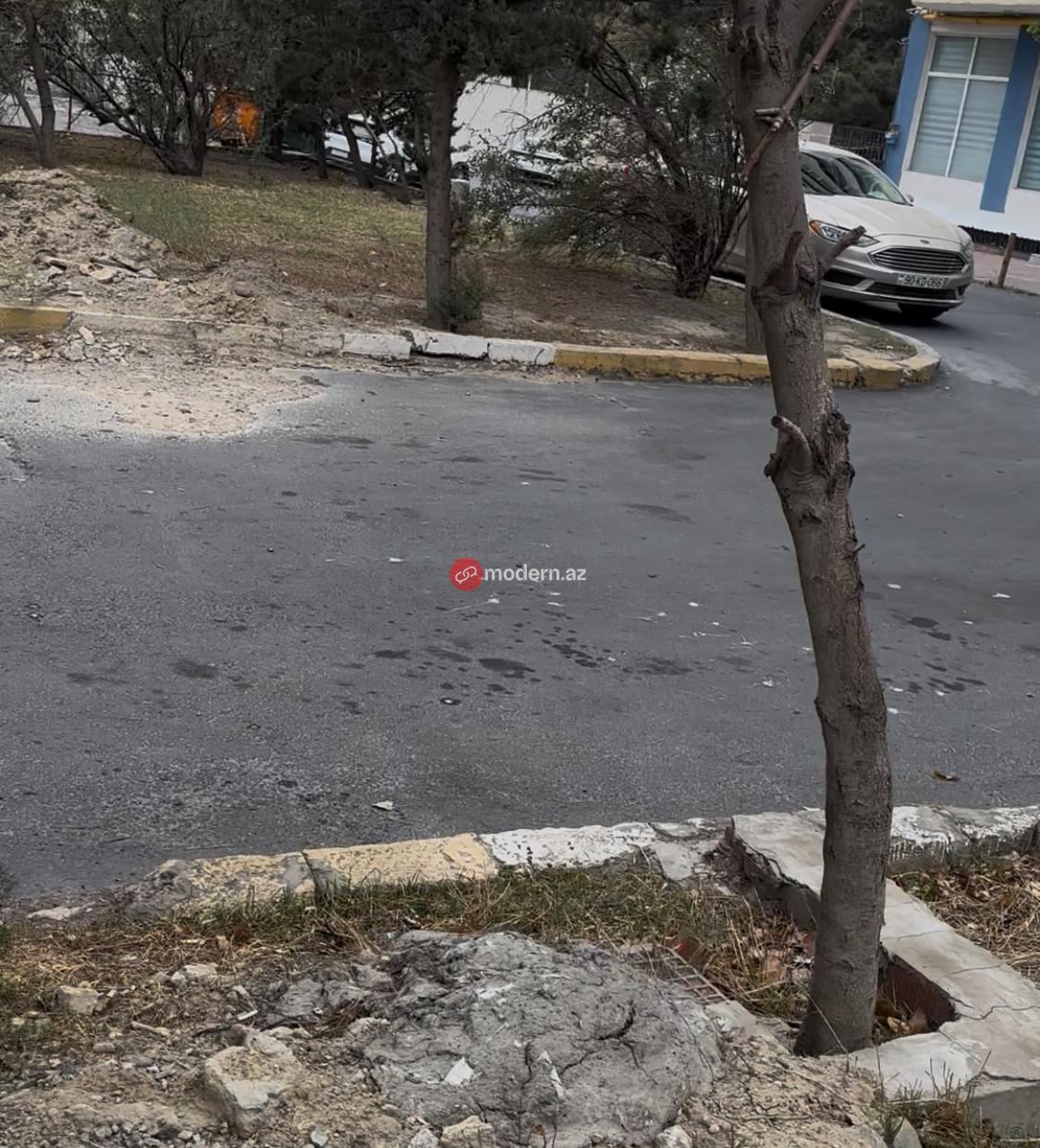 Bakıda ağacların dibini kim betonlayıb? - FOTOLAR