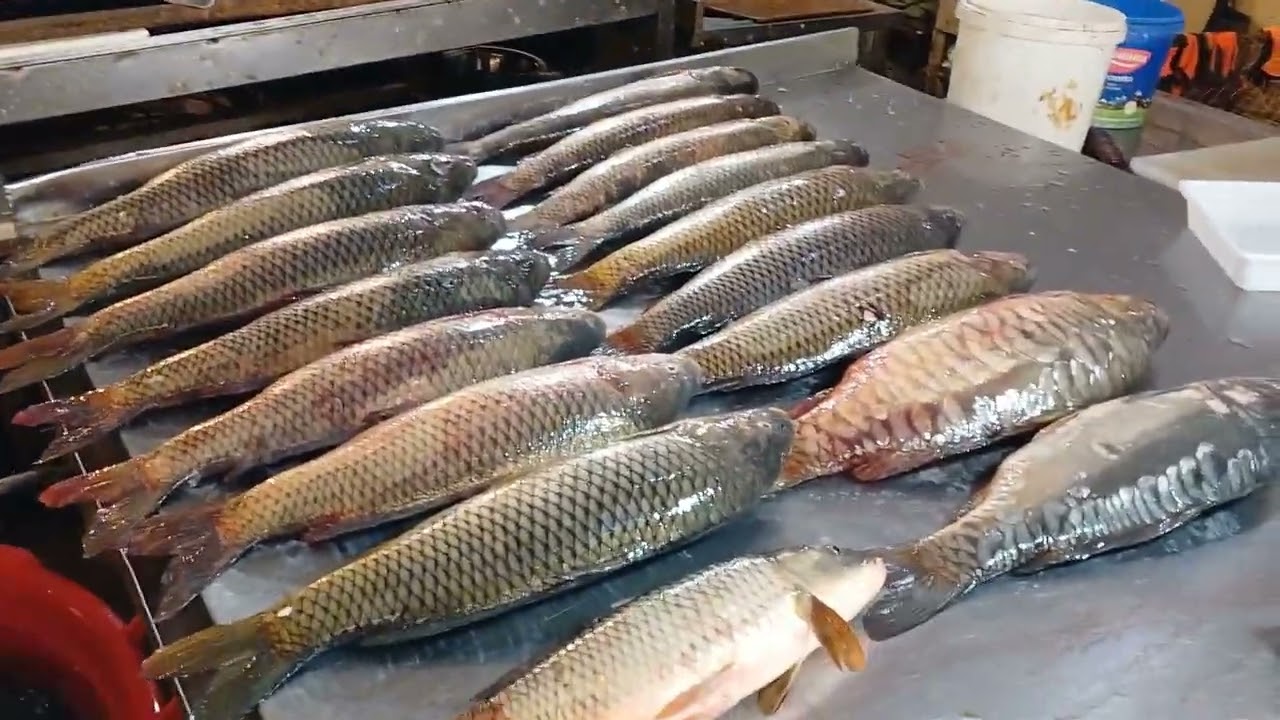 Yerli bazarda balığın bahalaşma səbəbi - AÇIQLANDI