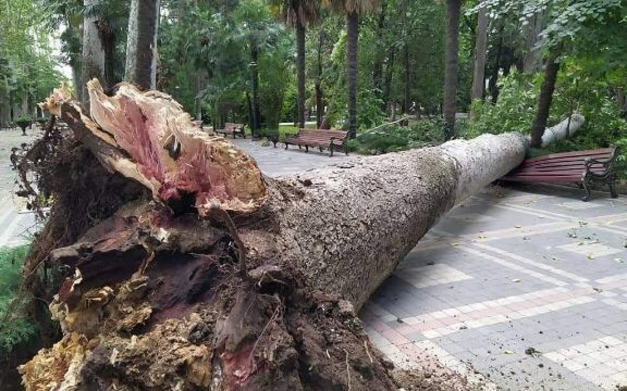Bakıda çinar ağacı aşdı - 3 nəfər xəsarət aldı